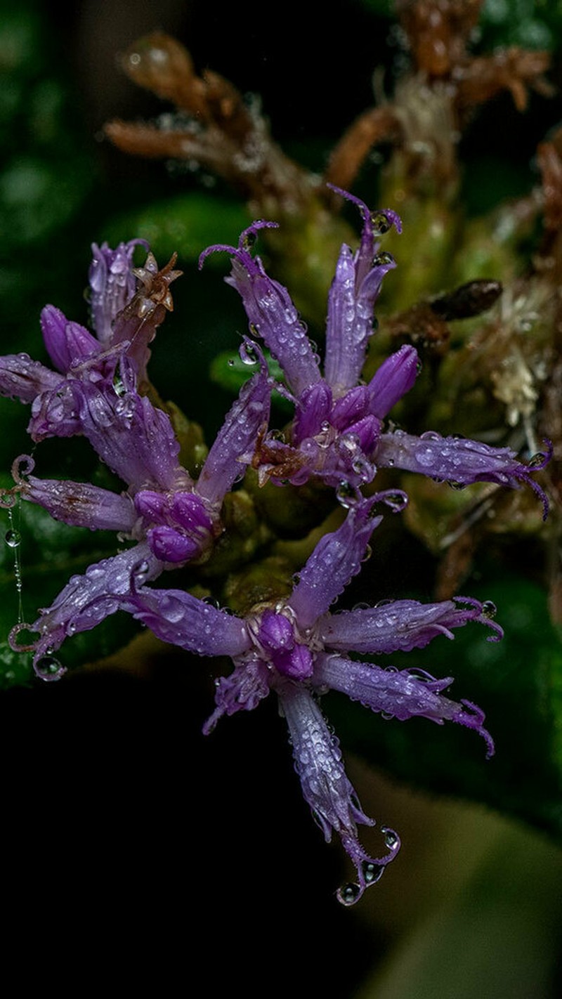 Piptocoma rufescens photo 3