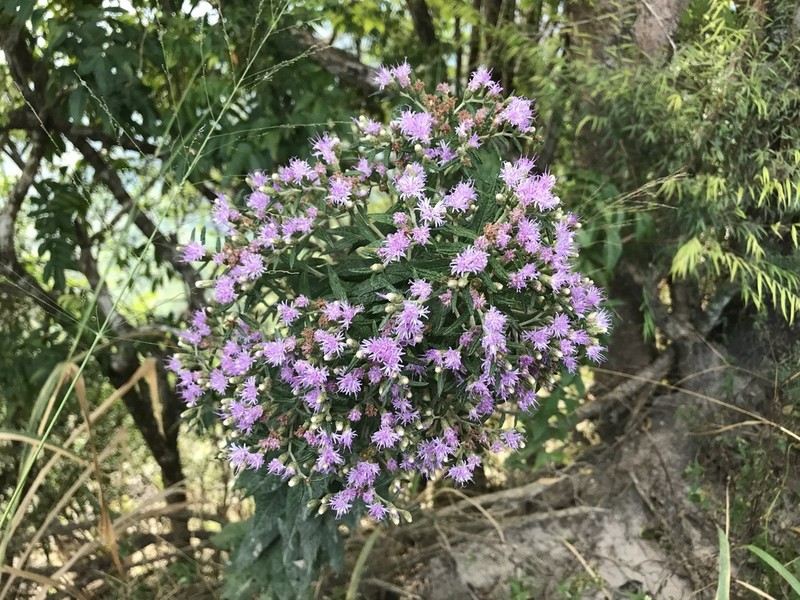 Piptocoma rufescens photo 4