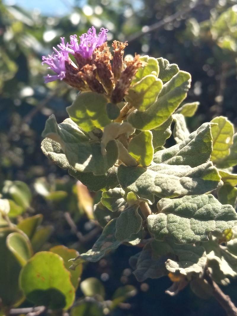 Piptocoma rufescens photo 5