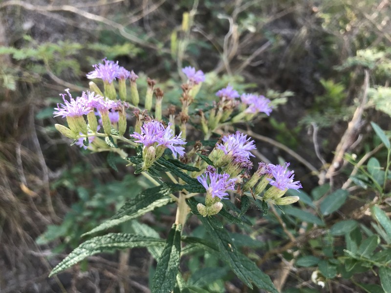 Piptocoma rufescens photo 6