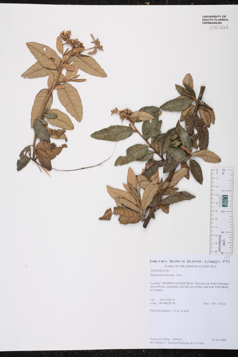 Piptocoma rufescens photo 7