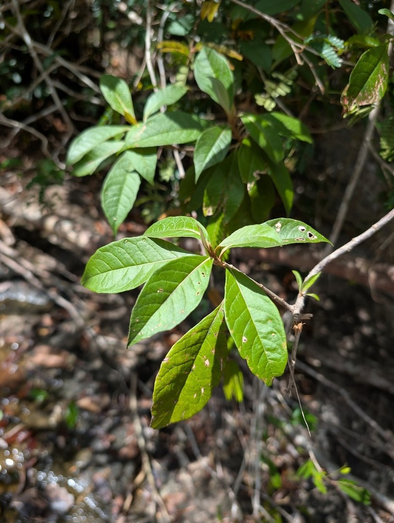 Piptocoma schomburgkii