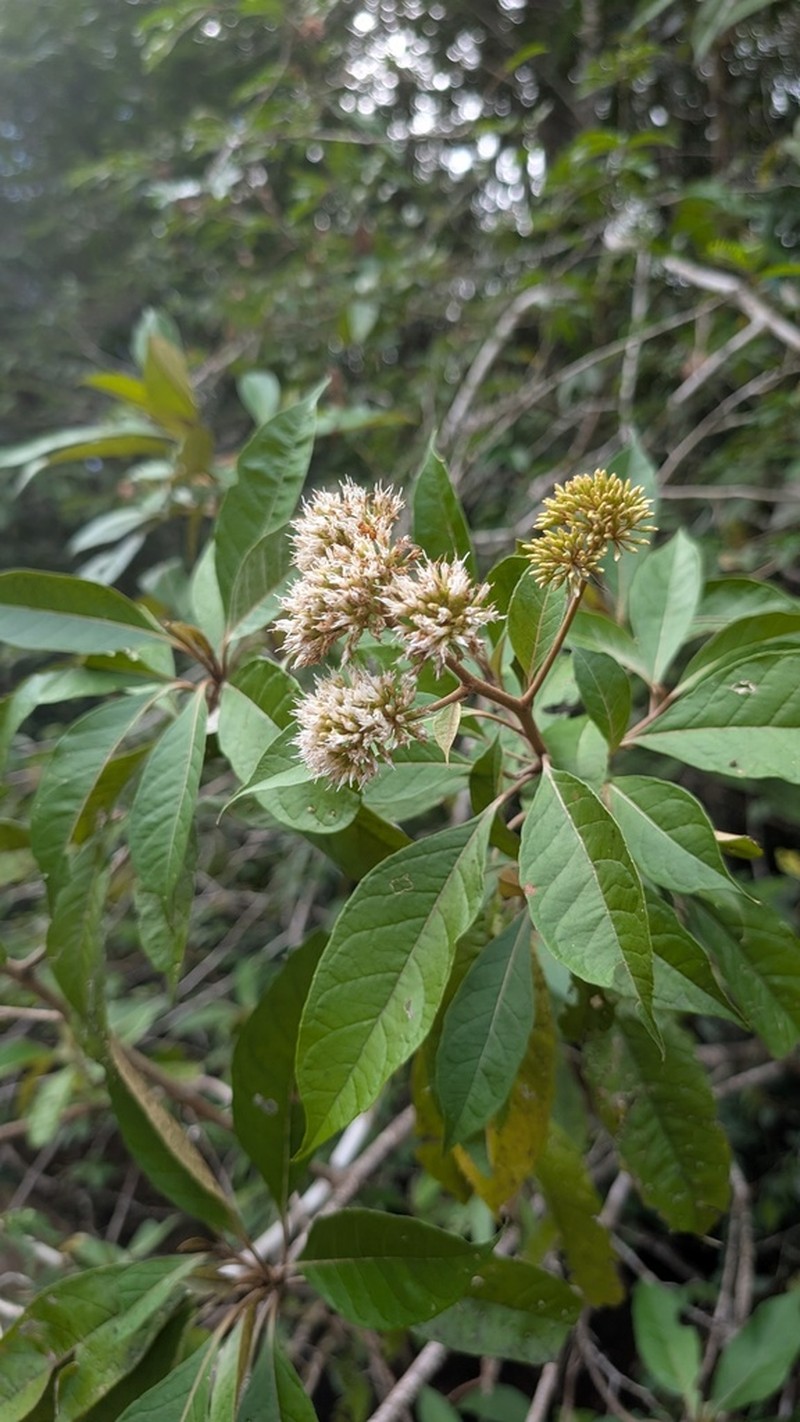 Piptocoma schomburgkii photo 2
