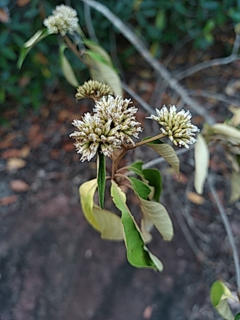 Piptocoma schomburgkii photo 4