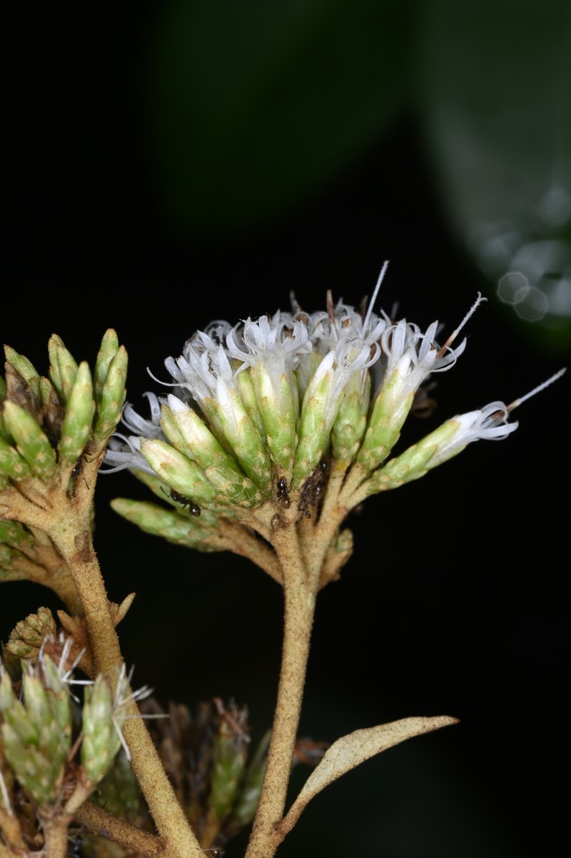 Piptocoma schomburgkii photo 8