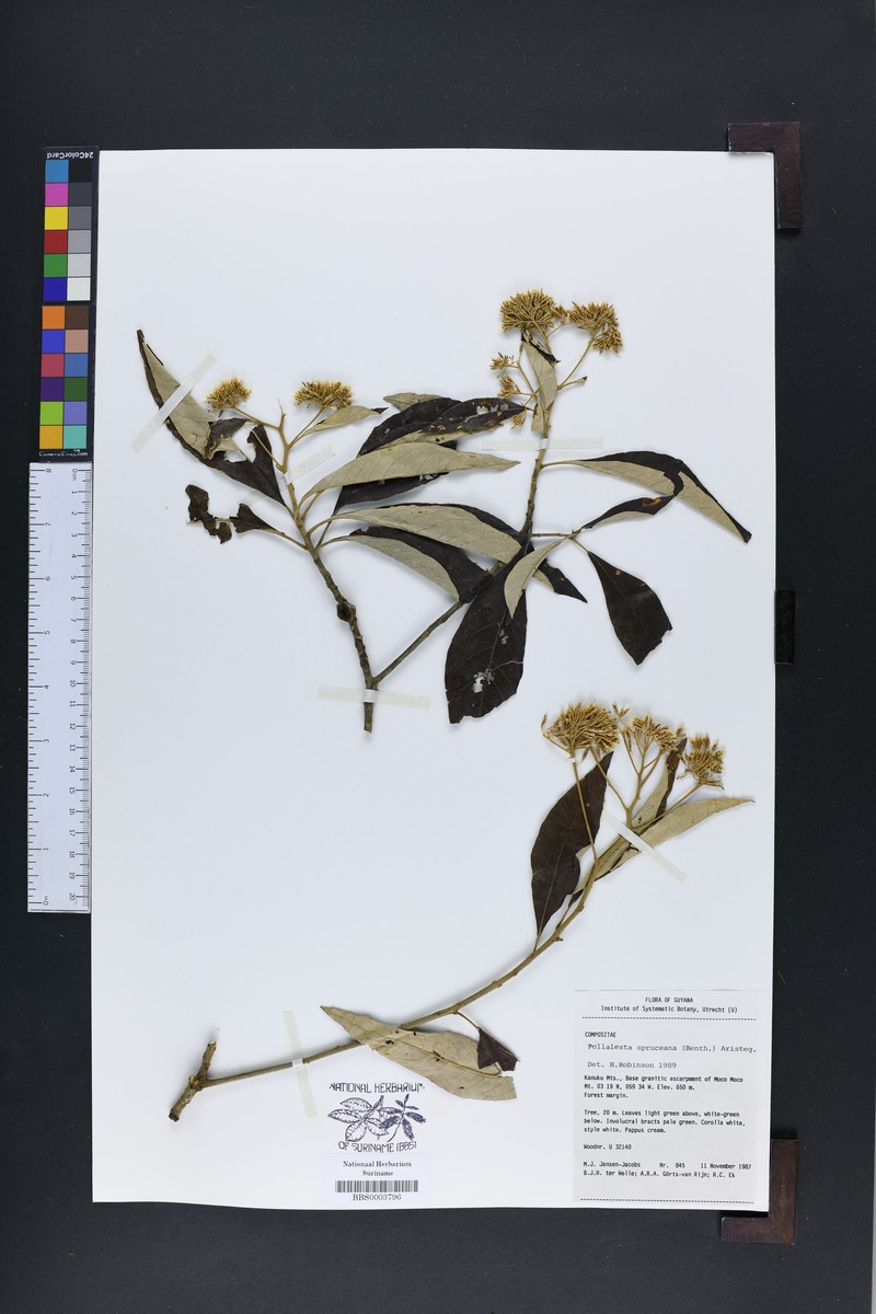 Piptocoma spruceana