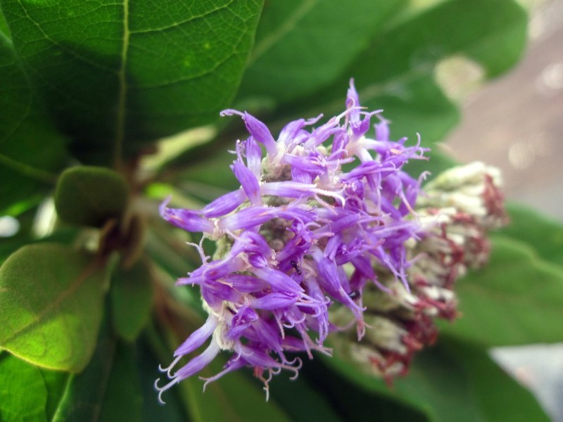 Piptocoma vernonioides photo 4