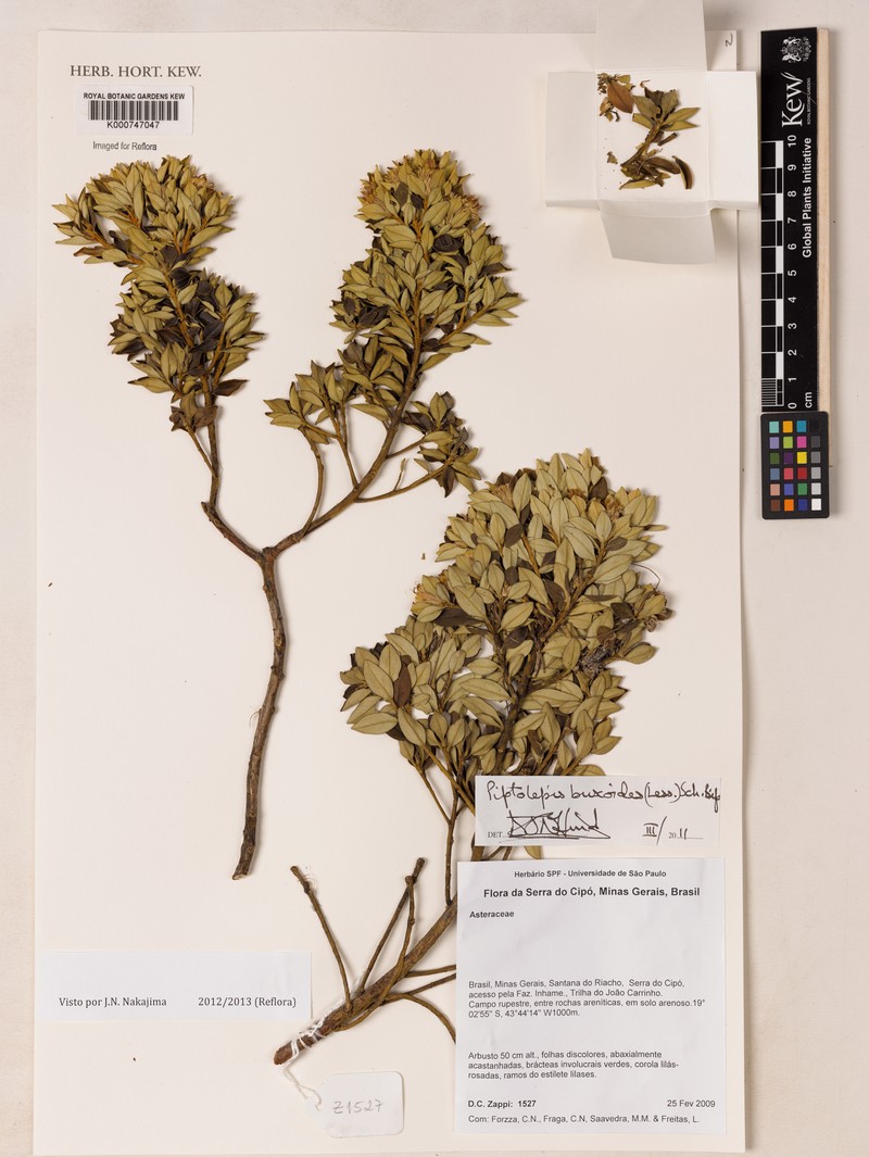 Piptolepis buxoides