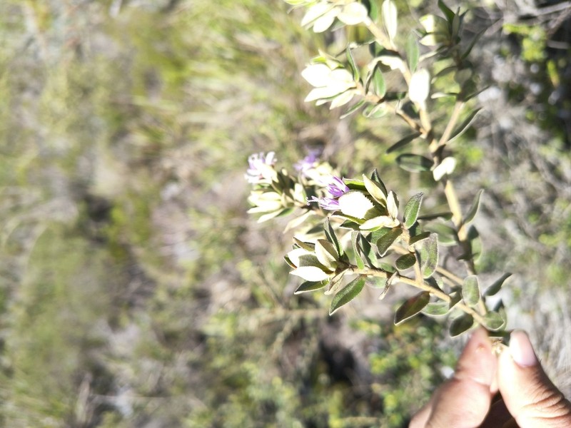 Piptolepis campestris