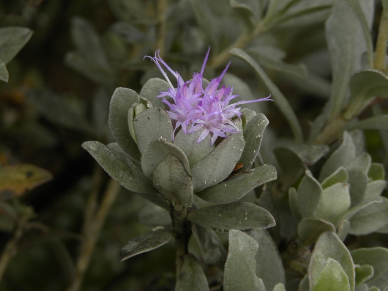 Piptolepis monticola