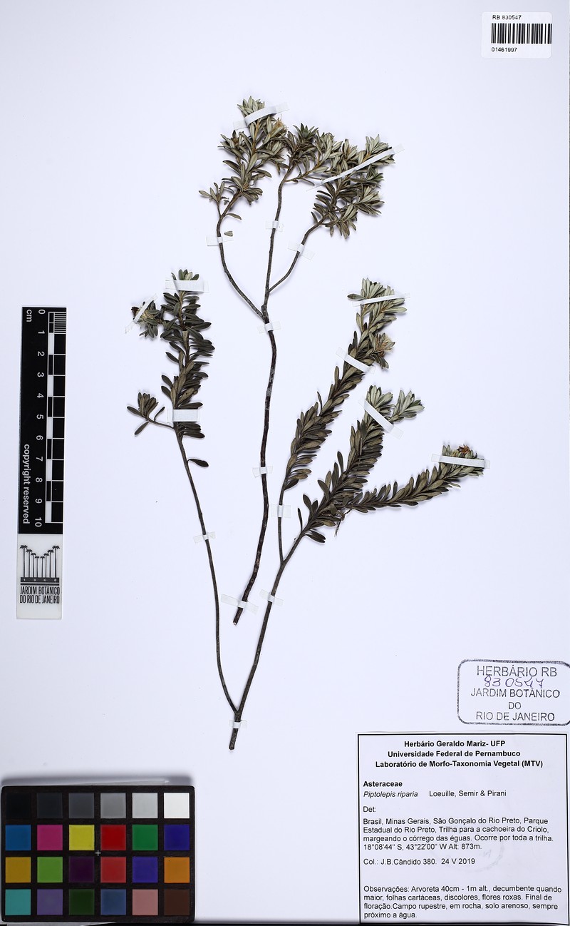 Piptolepis riparia