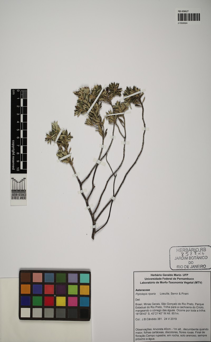 Piptolepis riparia photo 2