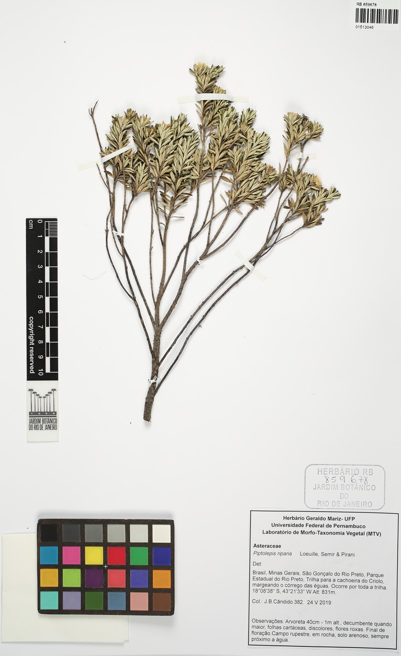 Piptolepis riparia photo 3