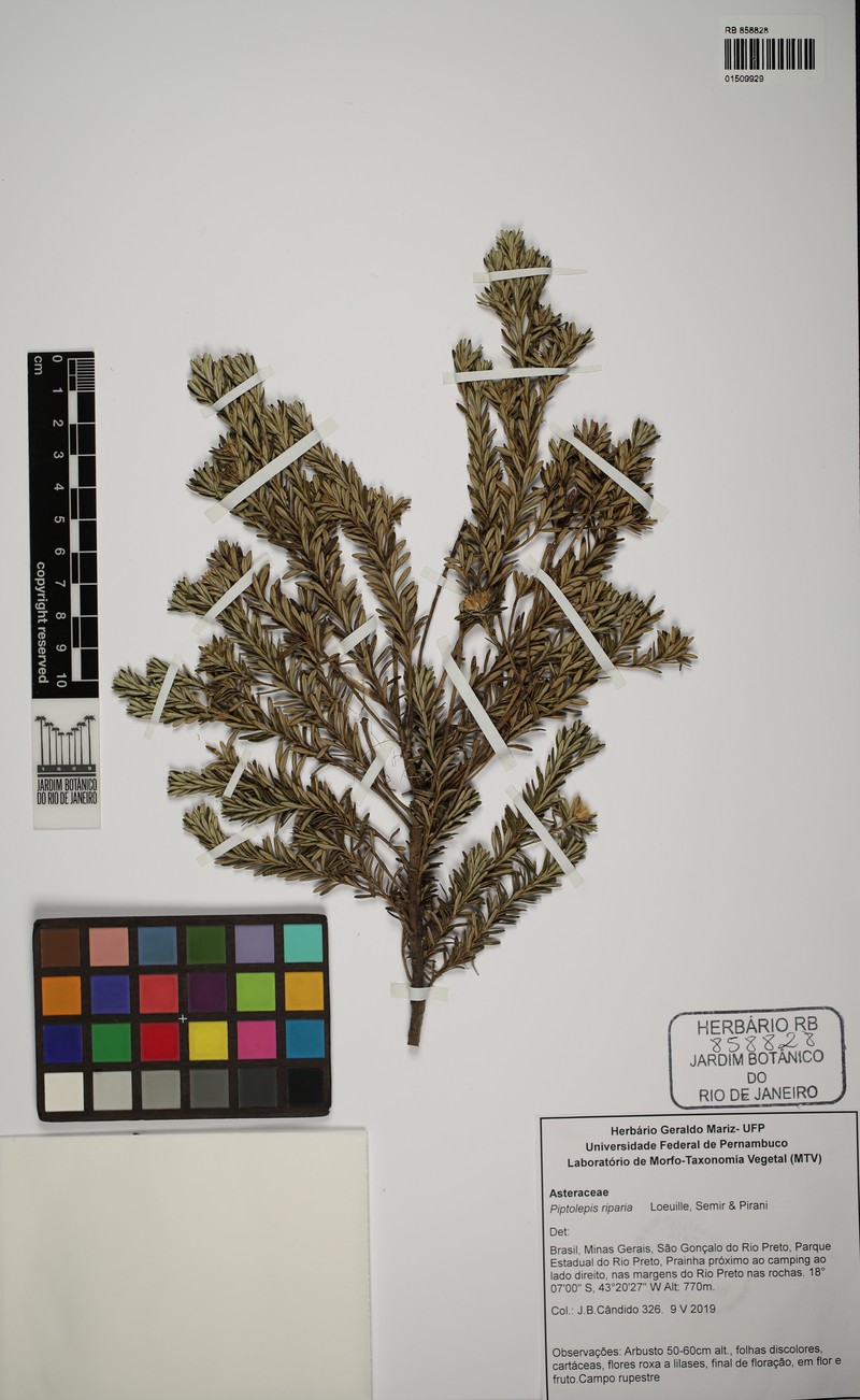 Piptolepis riparia photo 4