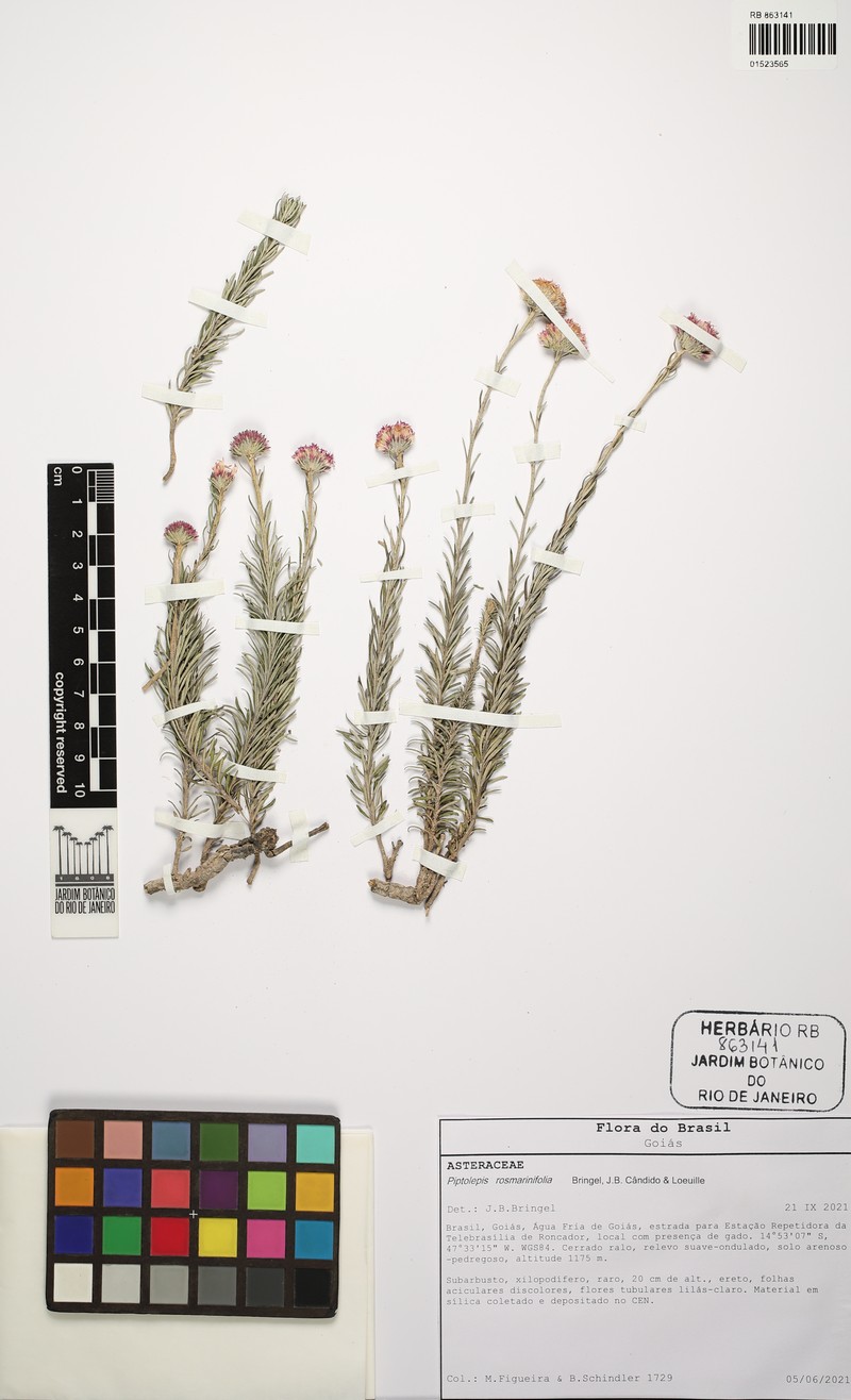Piptolepis rosmarinifolia