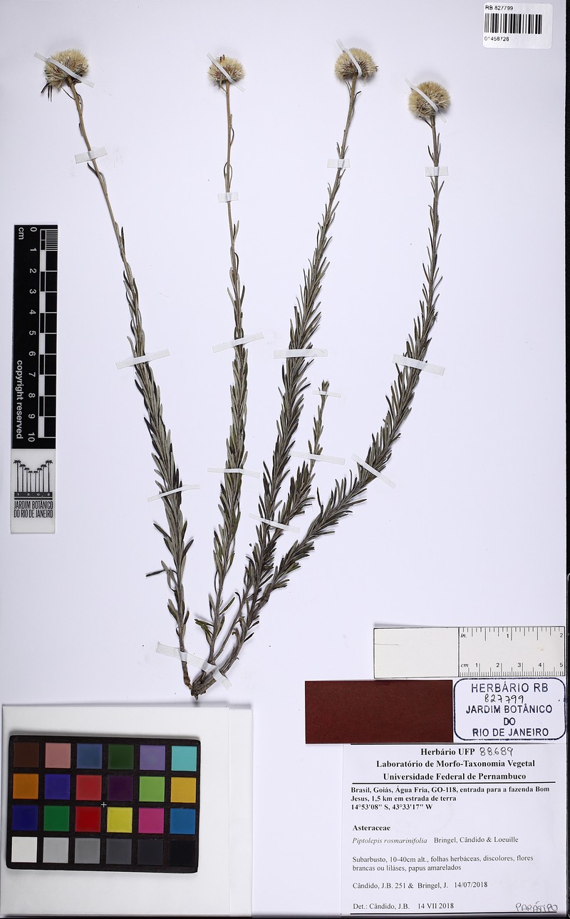 Piptolepis rosmarinifolia photo 2