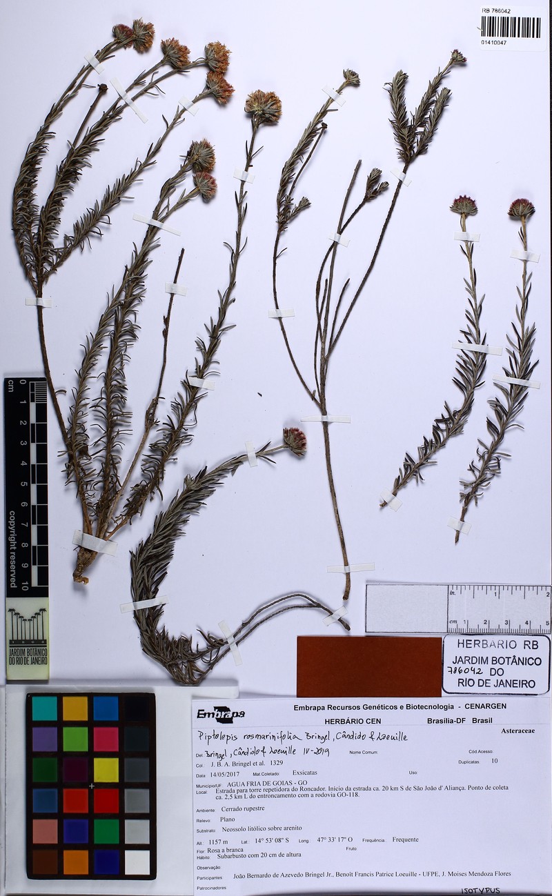 Piptolepis rosmarinifolia photo 3