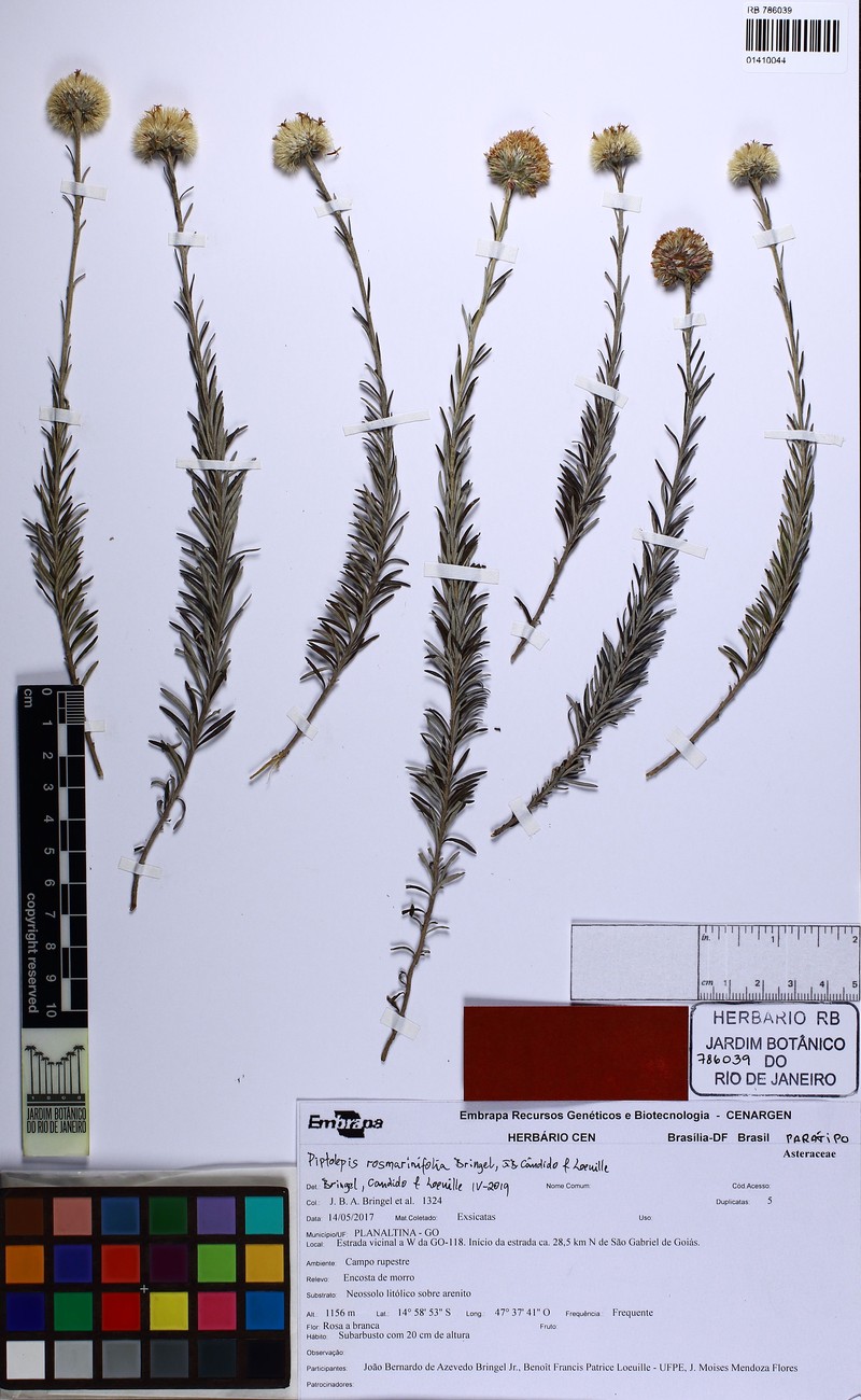 Piptolepis rosmarinifolia photo 4