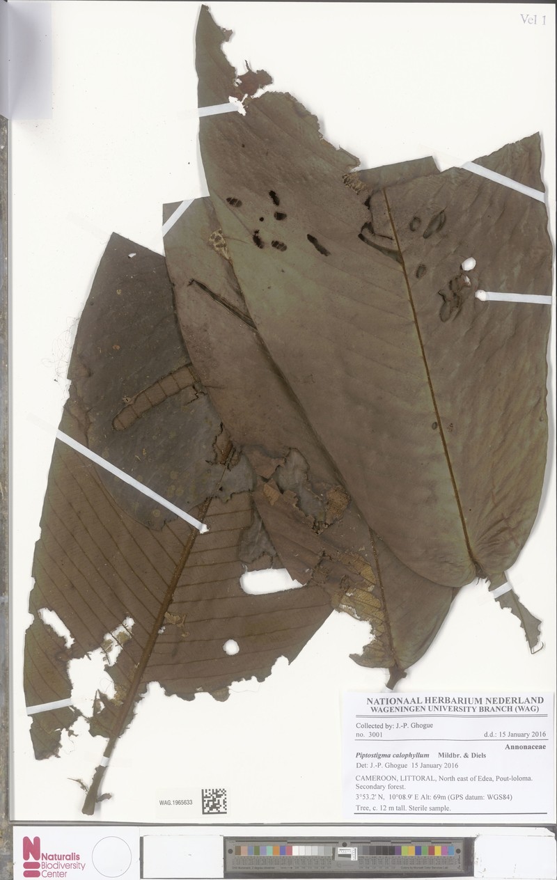 Piptostigma calophyllum photo 3
