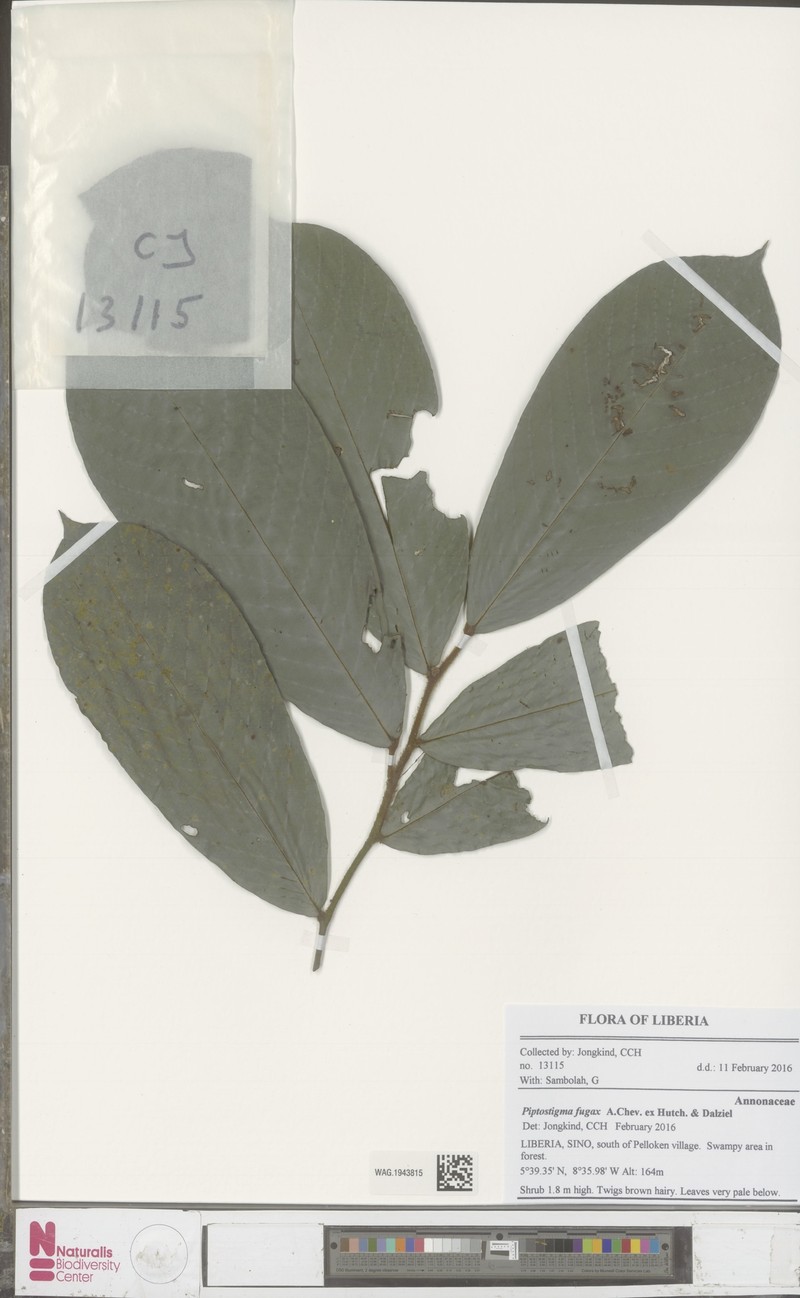 Piptostigma fugax