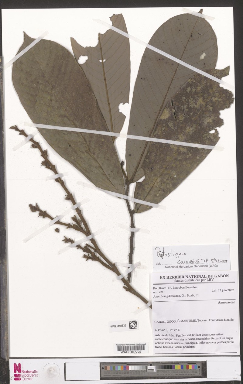 Piptostigma glabrescens