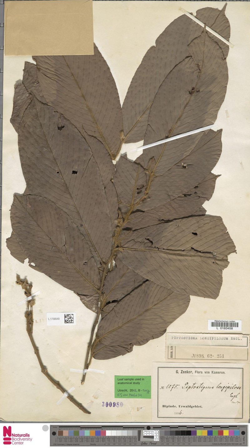 Piptostigma mortehanii