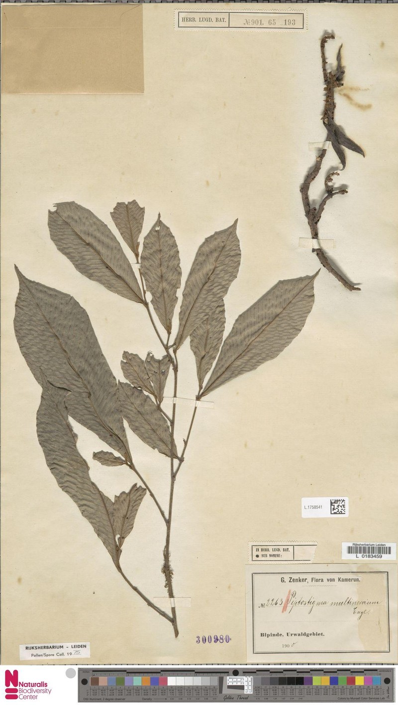 Piptostigma multinervium