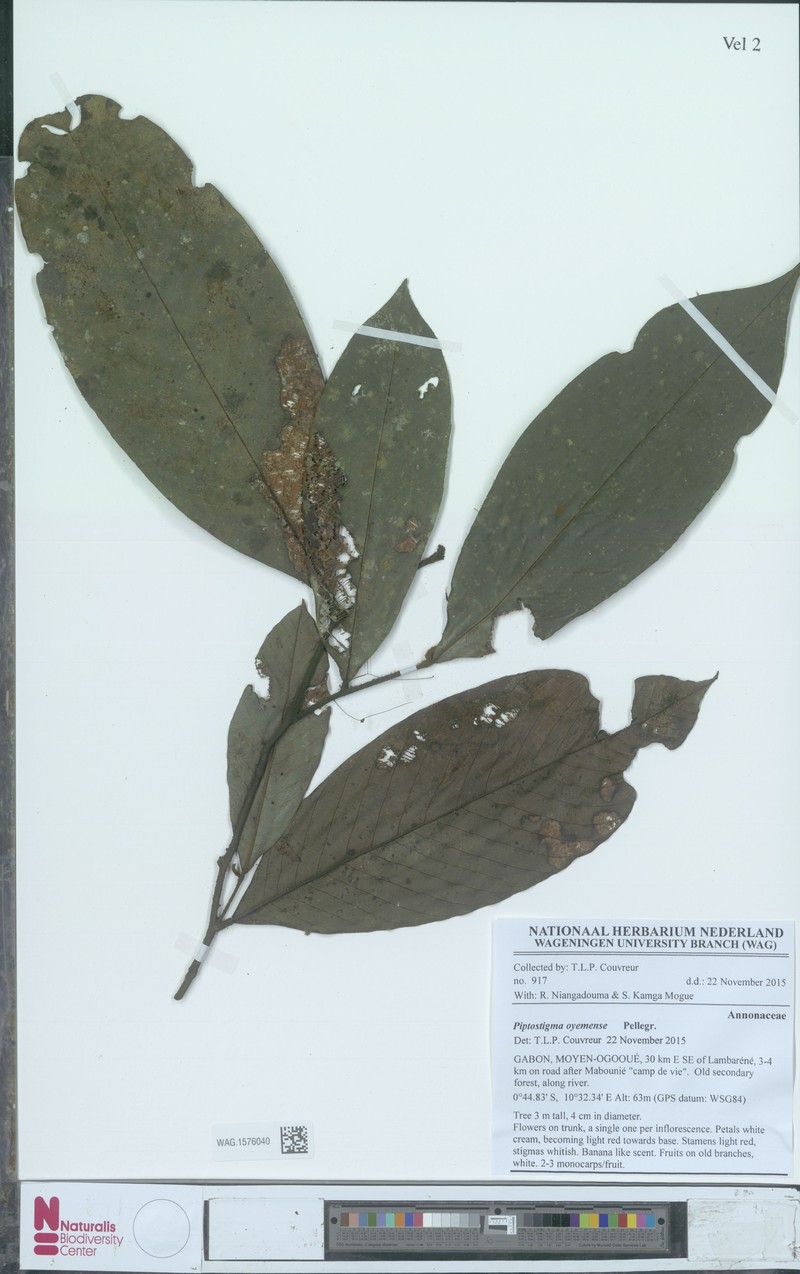 Piptostigma oyemense photo 2