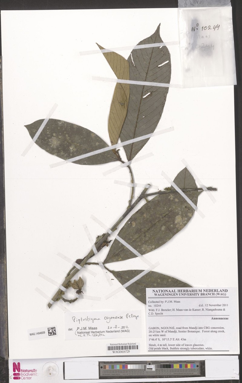 Piptostigma oyemense photo 3