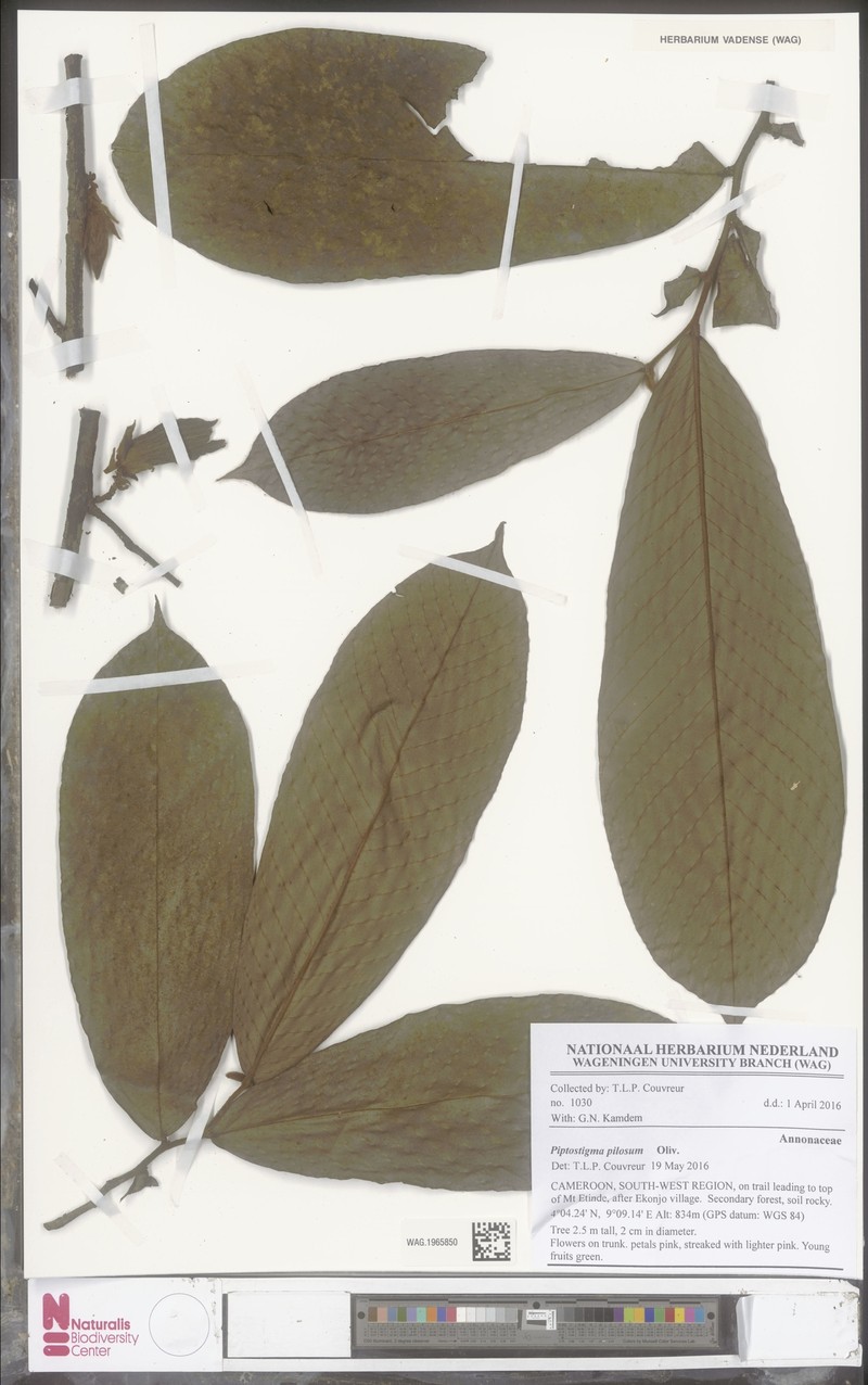 Piptostigma pilosum