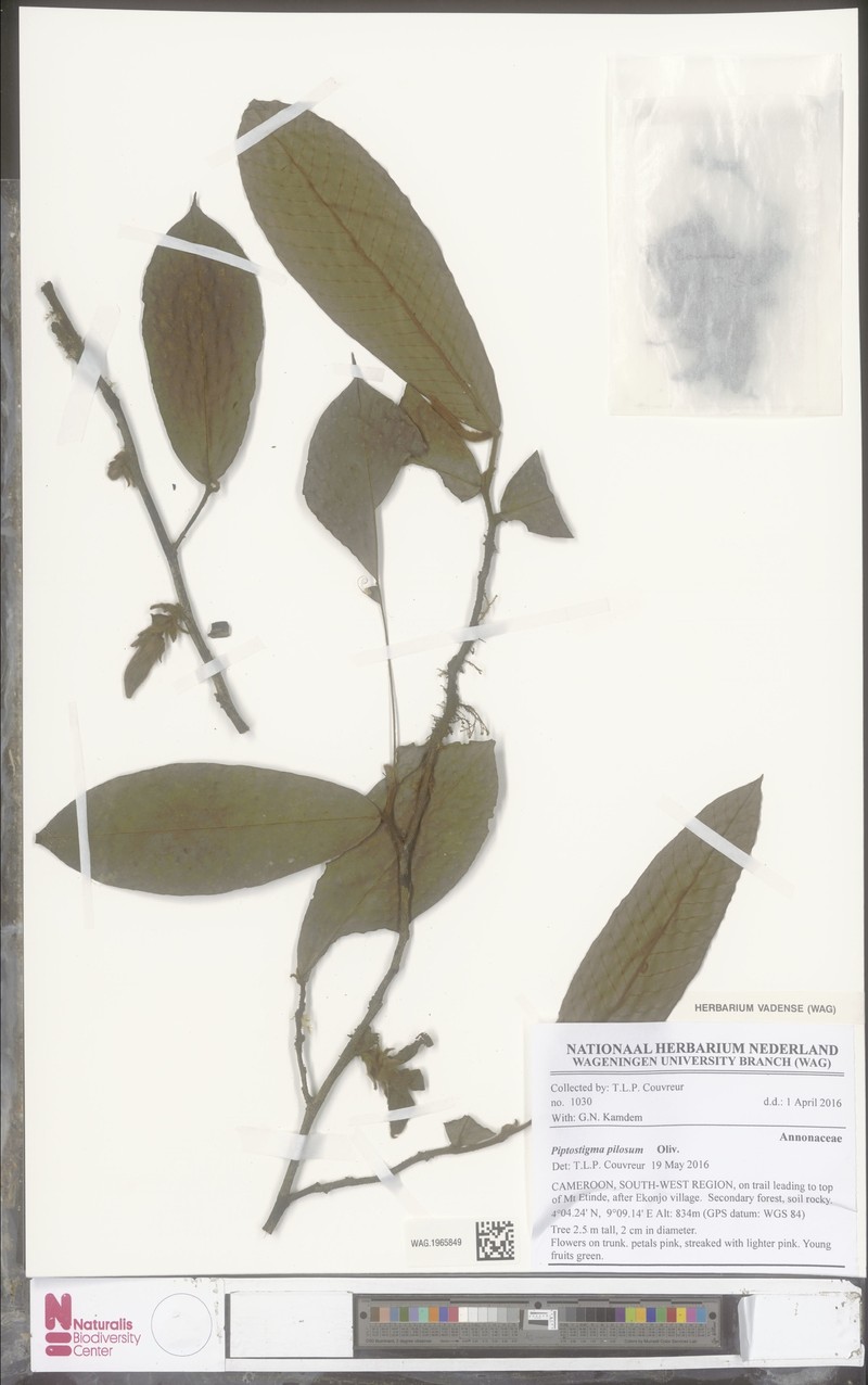 Piptostigma pilosum photo 2
