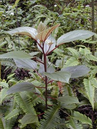 Waimea Pipturus