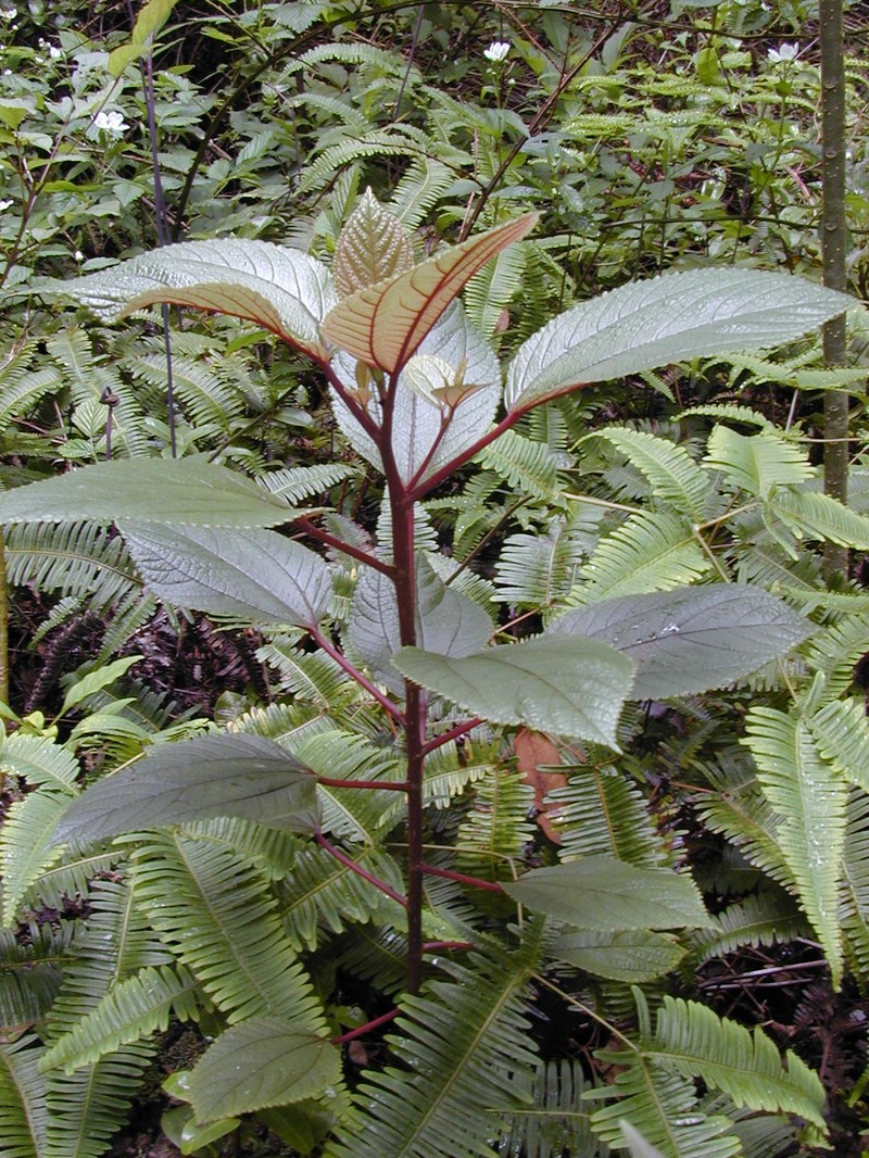 Waimea Pipturus