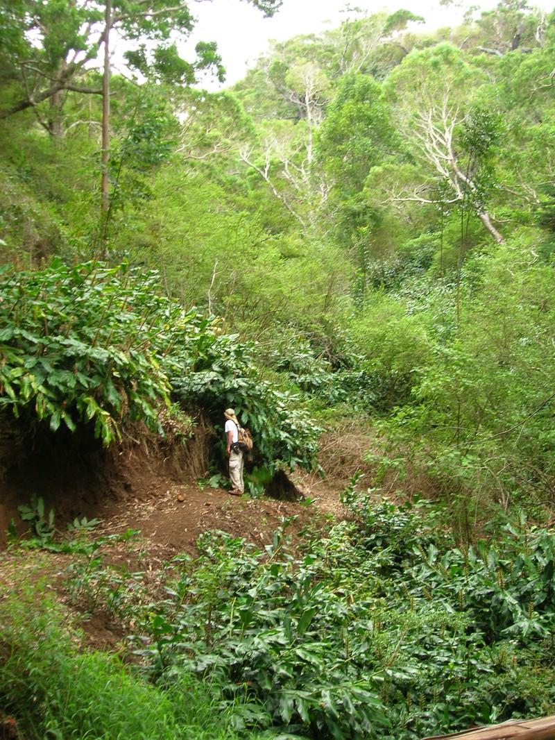 Waimea Pipturus photo 3