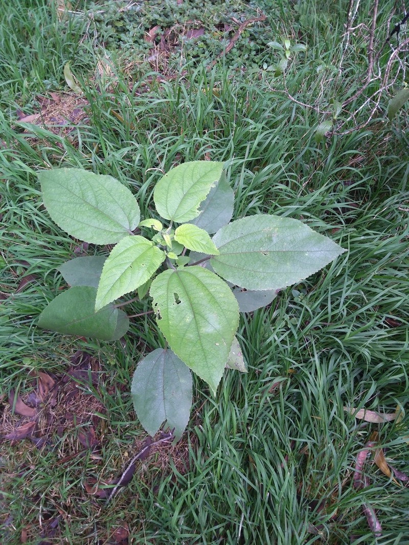 Waimea Pipturus photo 7