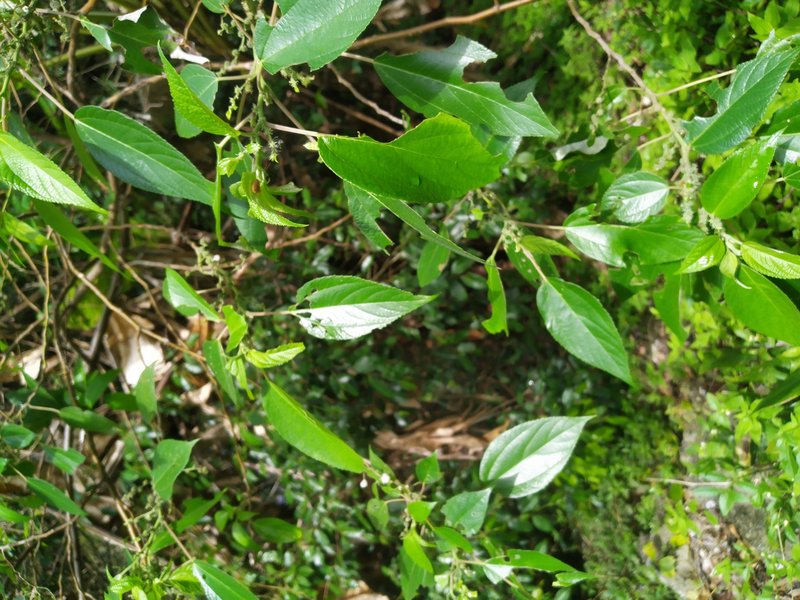 Pipturus argenteus photo 3