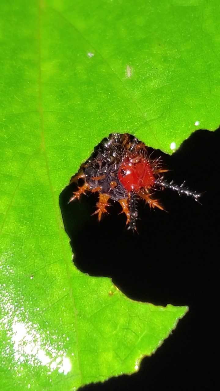 Pipturus argenteus photo 4