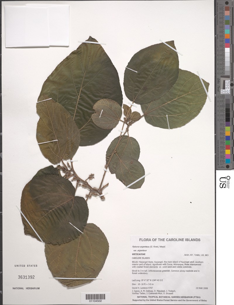 Pipturus argenteus var. argenteus