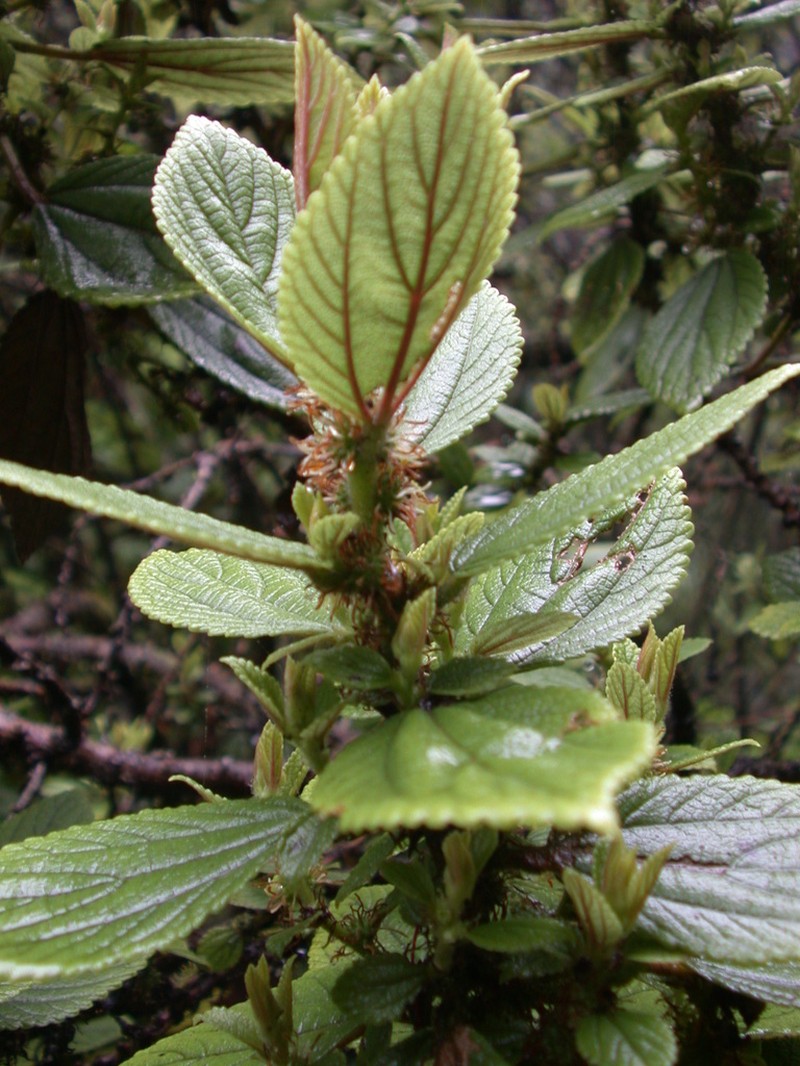 Forbes' Pipturus