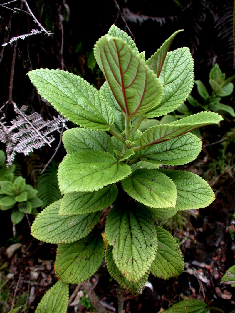 Forbes' Pipturus photo 2