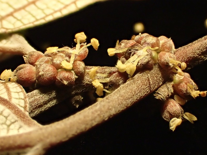 Kauai Pipturus