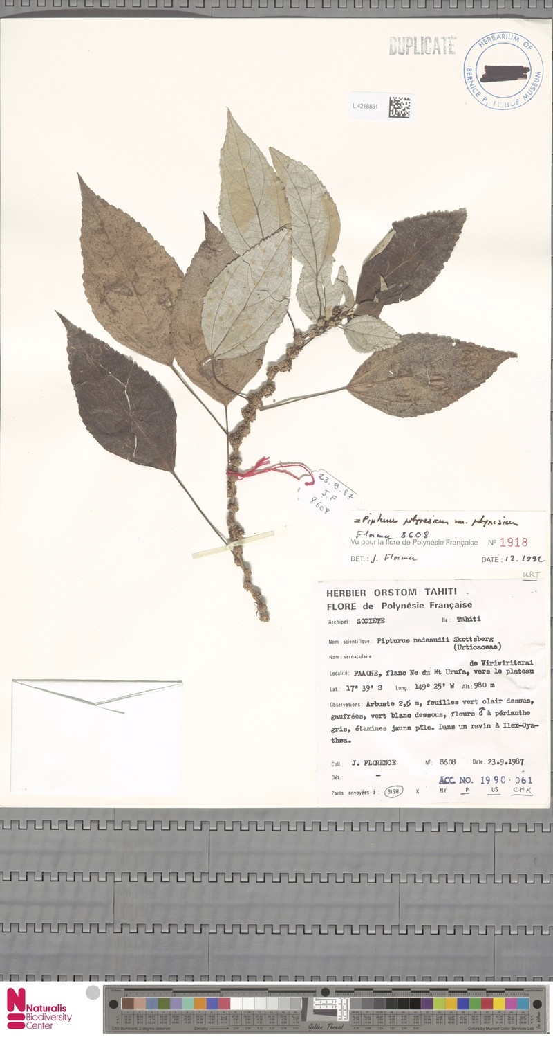 Pipturus polynesicus var. polynesicus