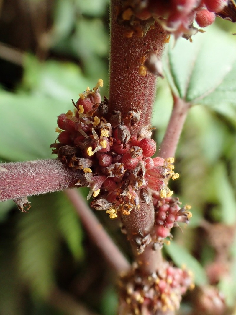 Red Pipturus