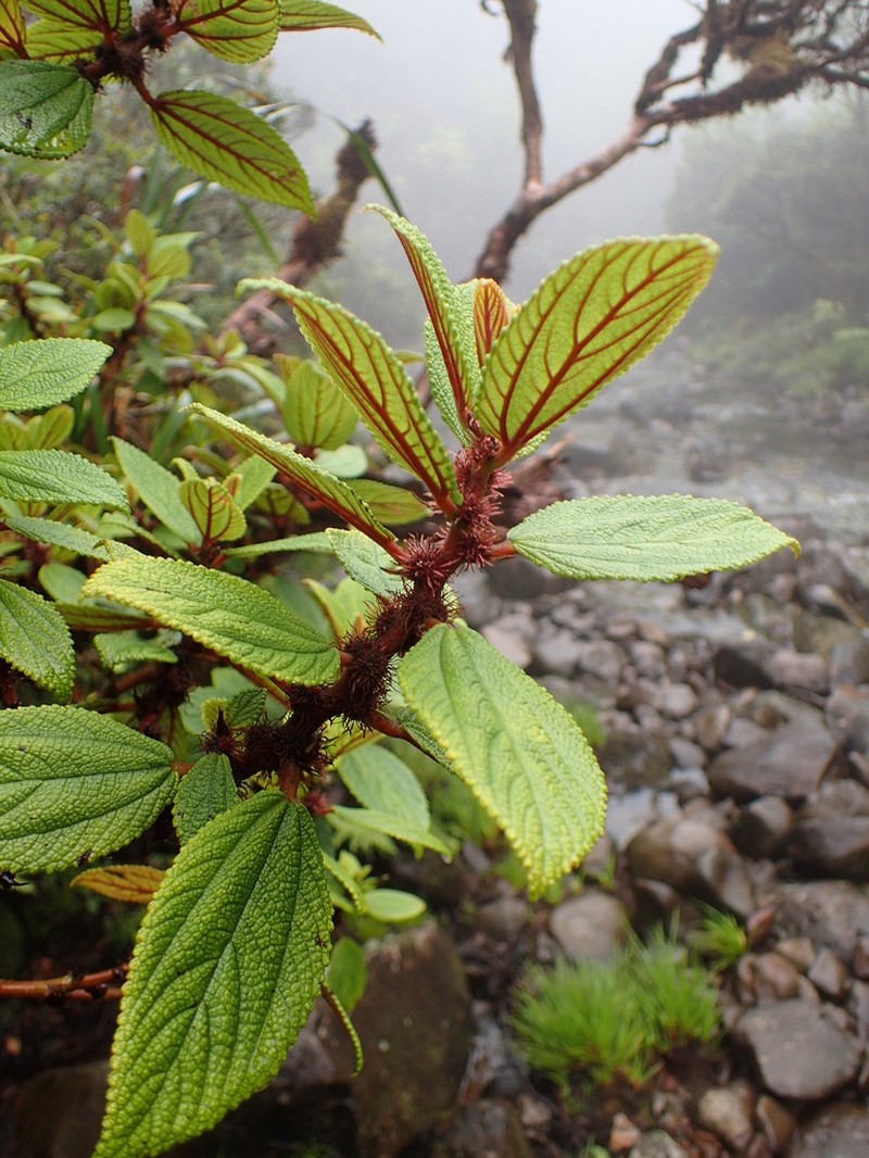 Red Pipturus photo 3
