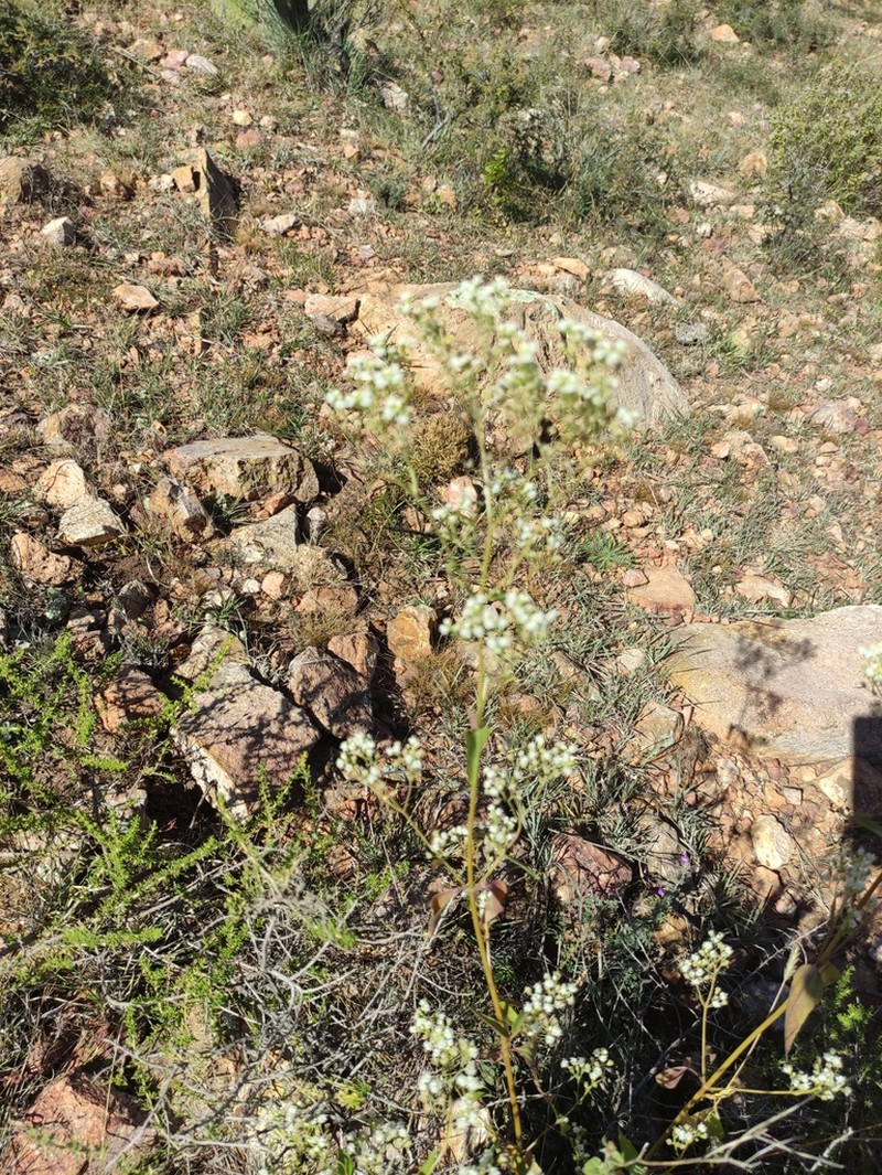 Piqueria triflora