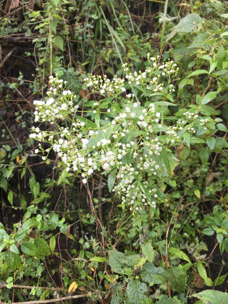 Piqueria triflora photo 3