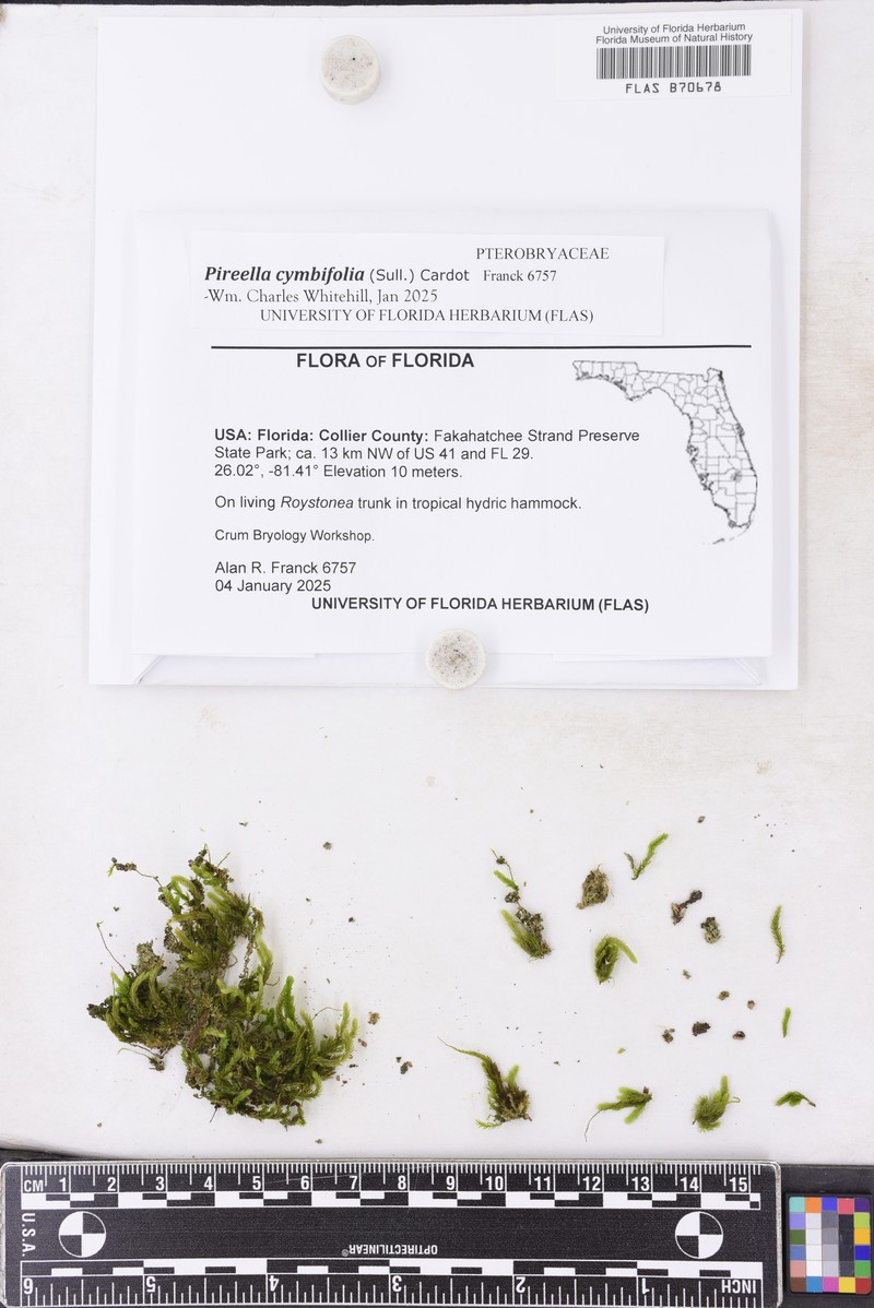 Pireella Moss