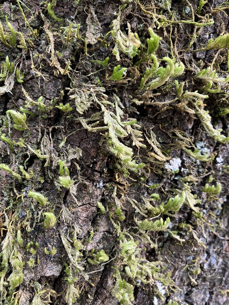 Pohl's Pireella Moss