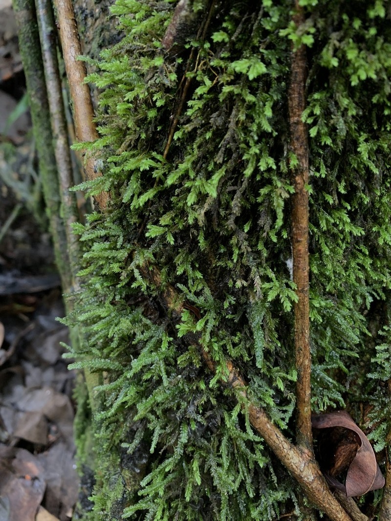 Pohl's Pireella Moss photo 2