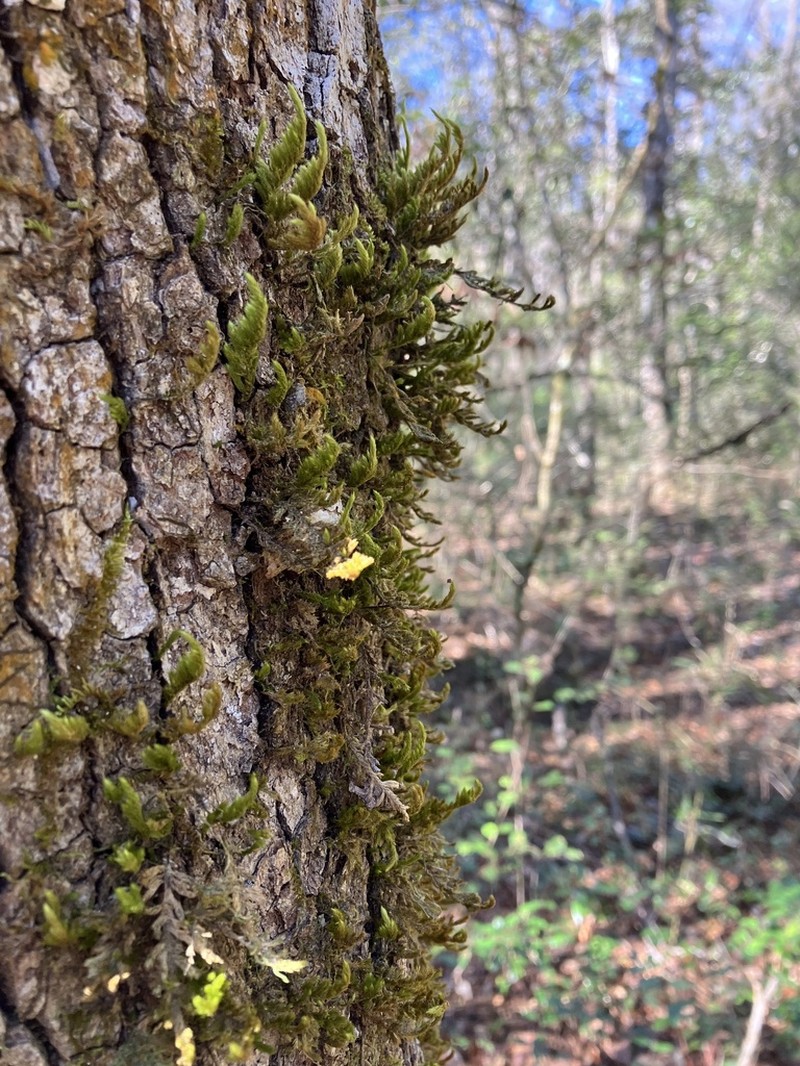 Pohl's Pireella Moss photo 3